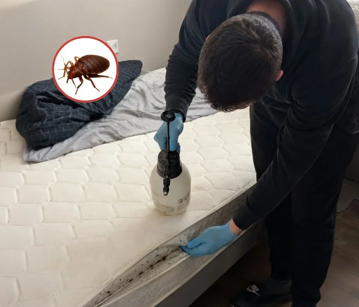 Technicien traitant un matelas contre les punaises de lit à Buhy